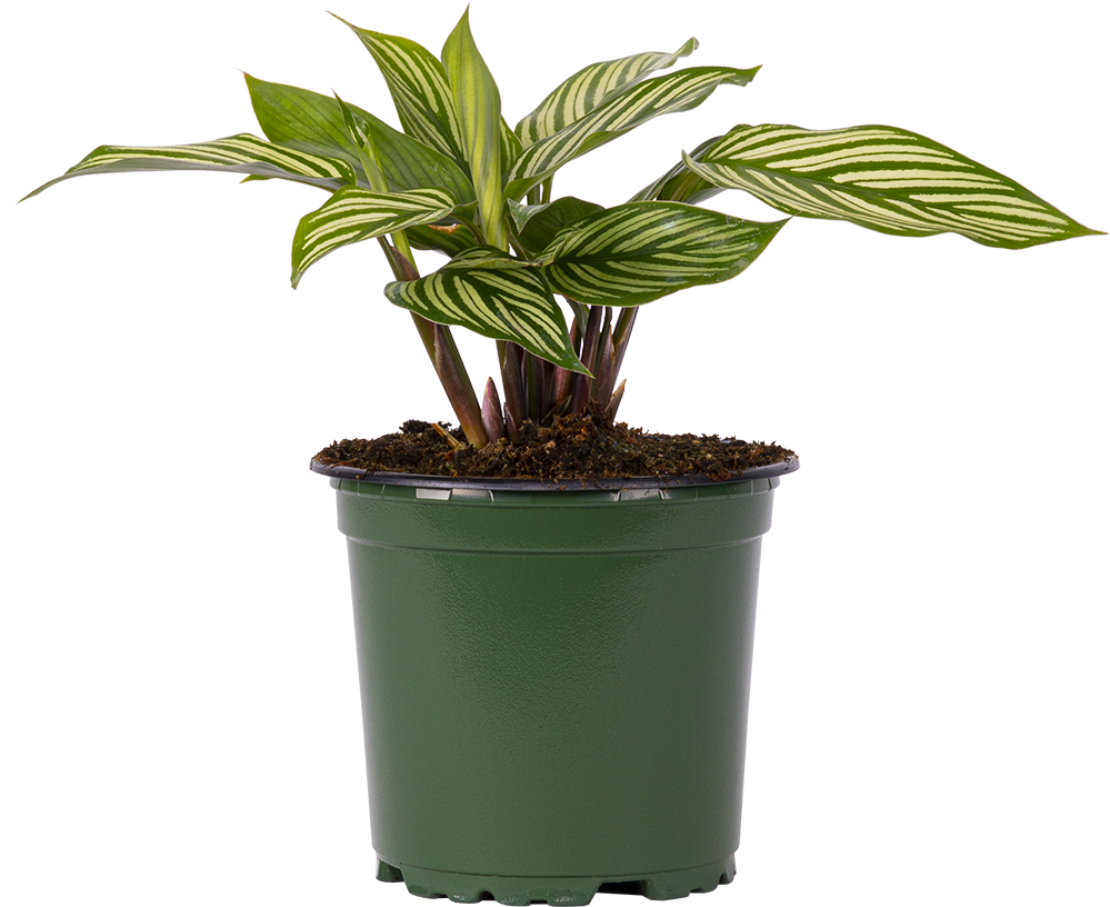 Calathea Vittata (S)