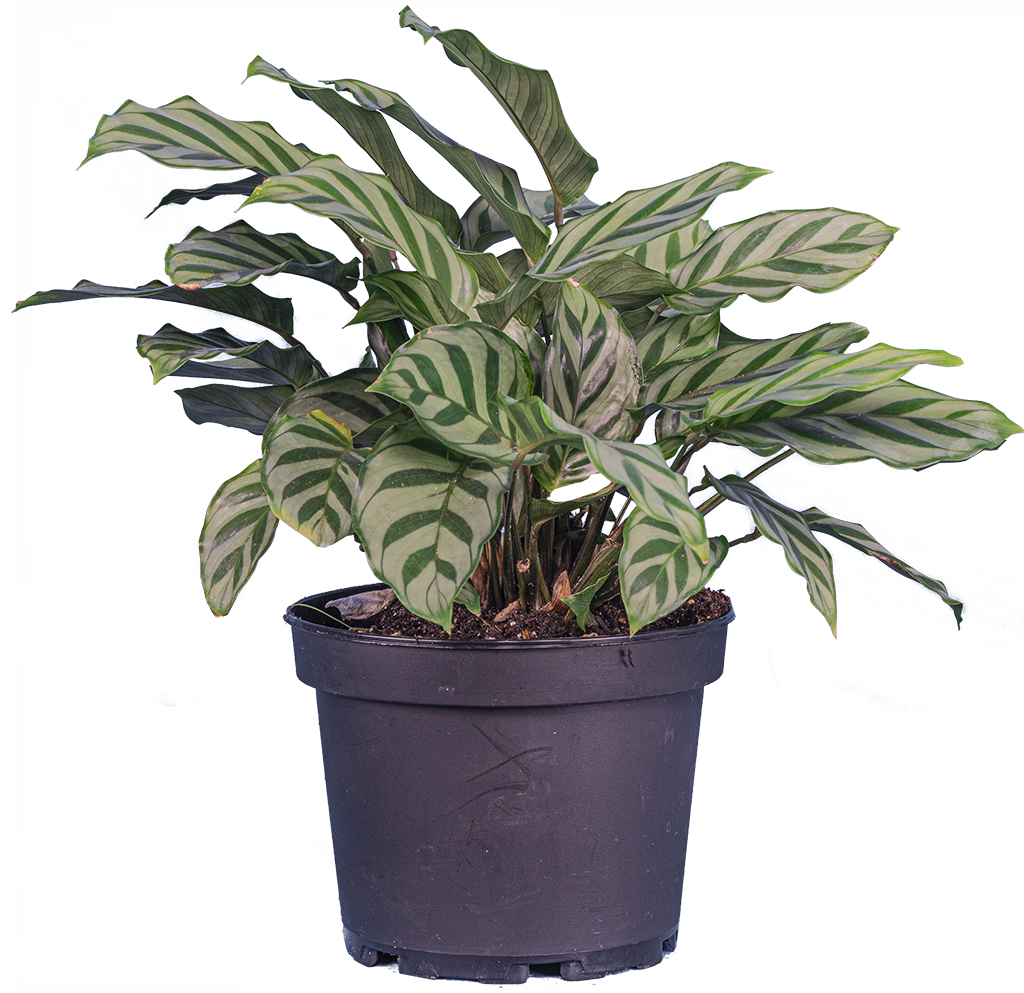Calathea Freddie (M)
