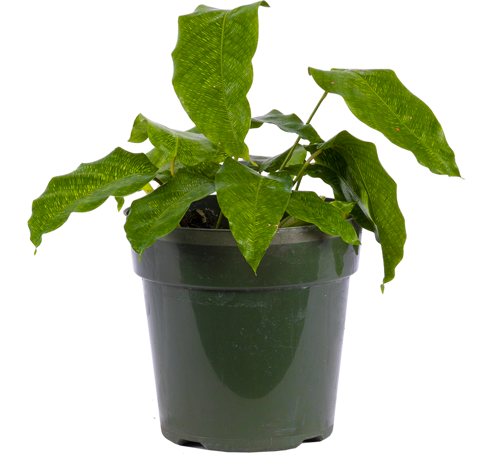 Calathea Musaica | Network (M)