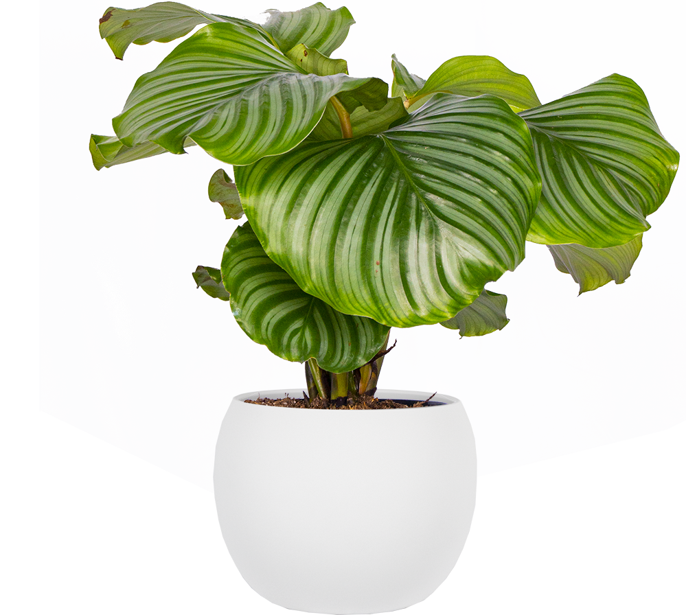 Calathea Orbifolia 6cm Pet Friendly Houseplant Plantsome