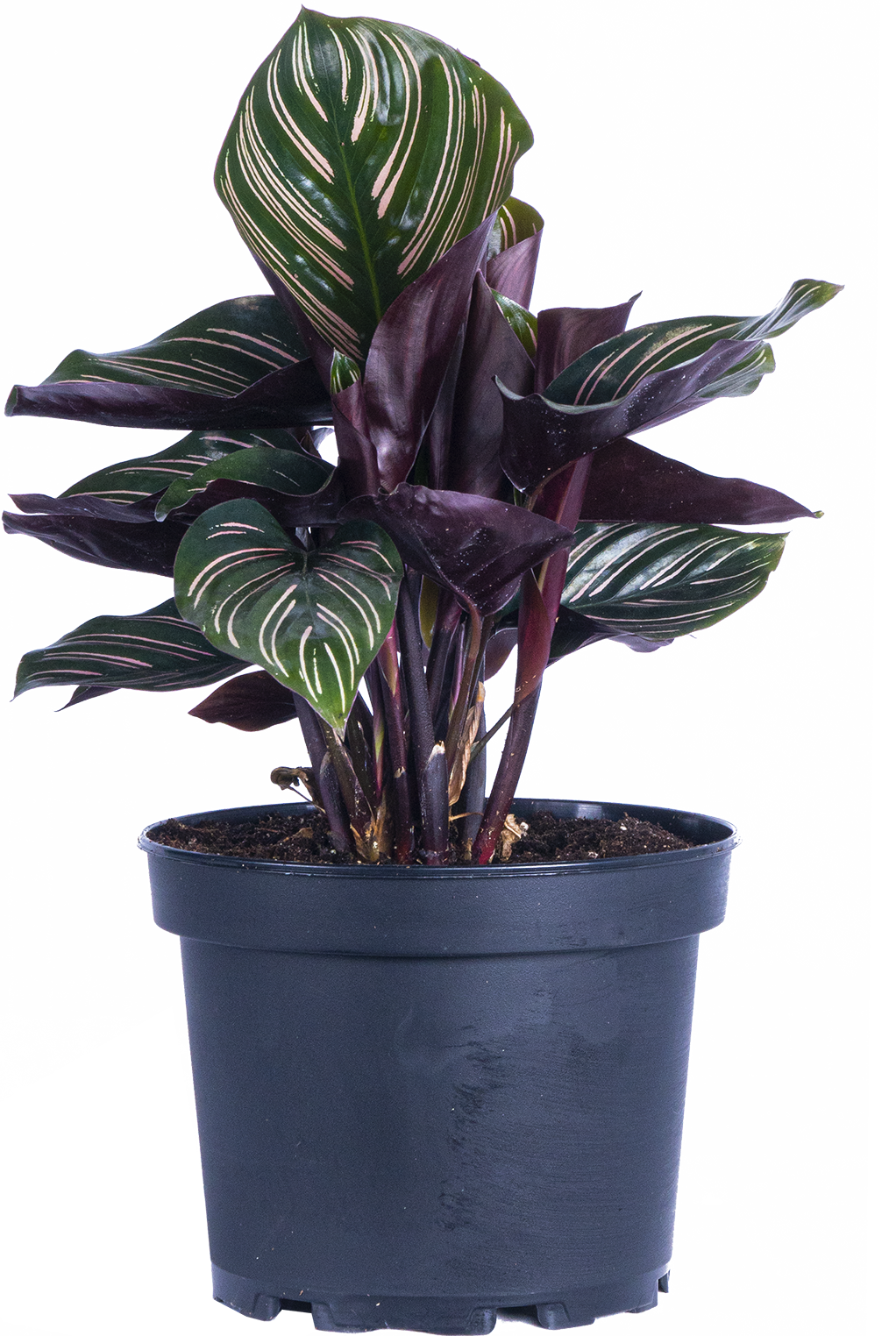 Calathea Ornata (M)