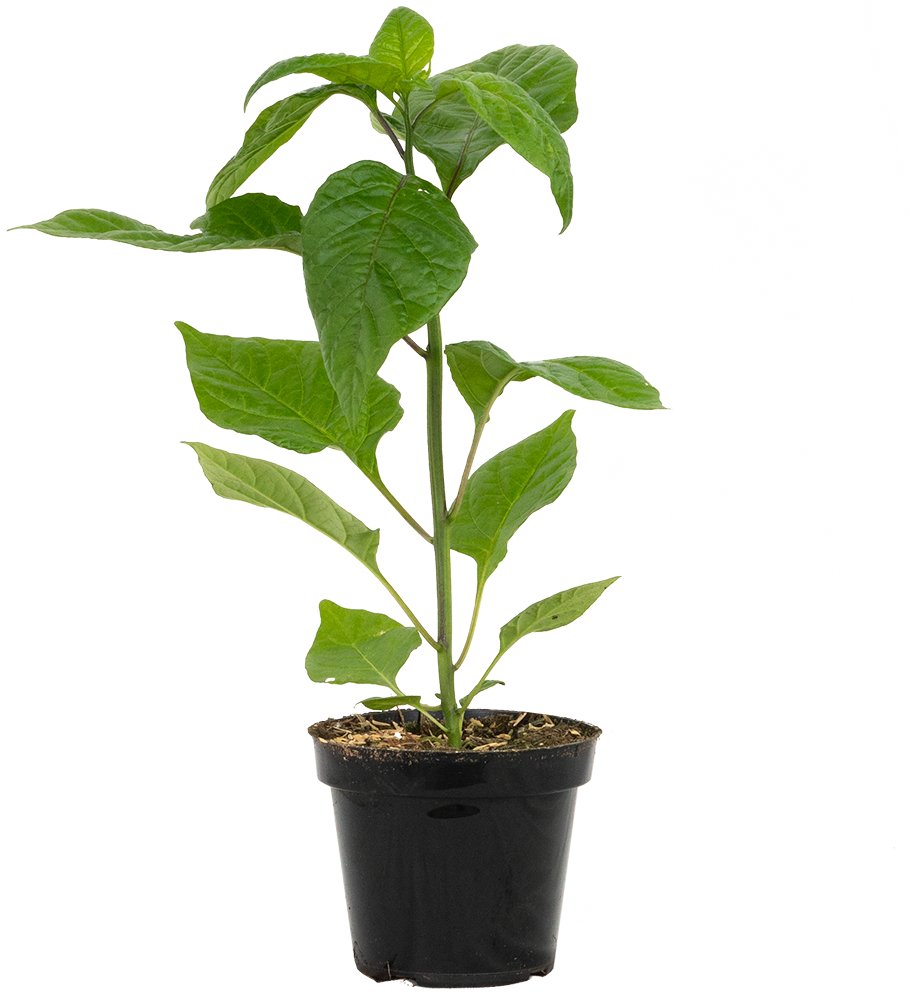 Capsicum Chinense | Carolina Reaper Hot Pepper (S)