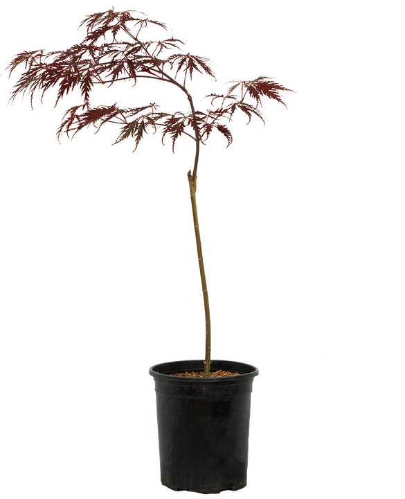 Acer Palmatum Dissectum | Cascading Japanese Maple (M)