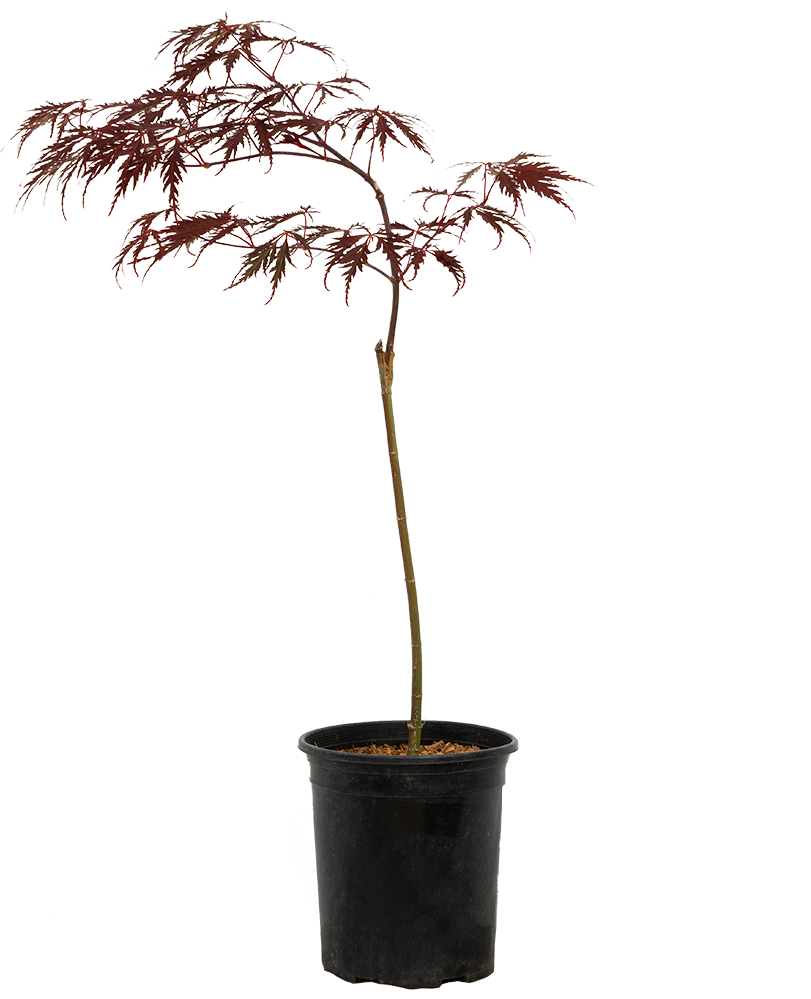 Acer Palmatum Dissectum | Cascading Japanese Maple (M)