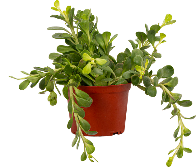 cascading jade plant Kleinia Petraea | Cascading Jade Plant | 6" Pot | Easy Care Houseplant