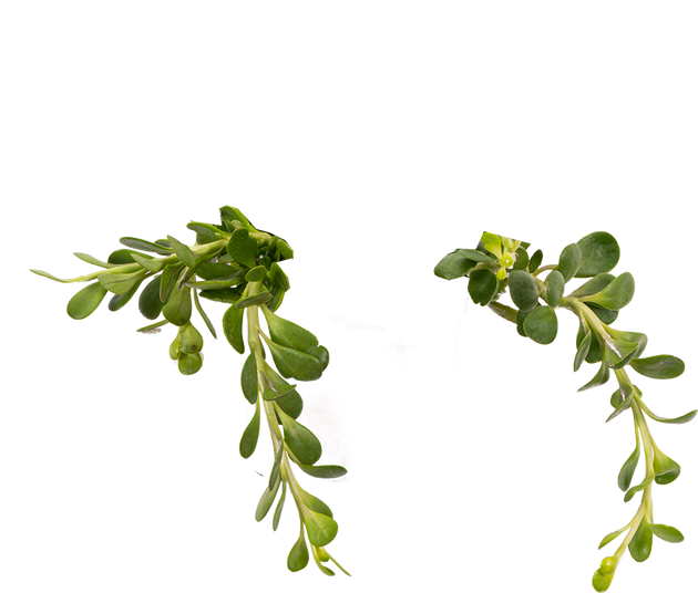 the jade plant overlays Kleinia Petraea | Cascading Jade Plant | 6