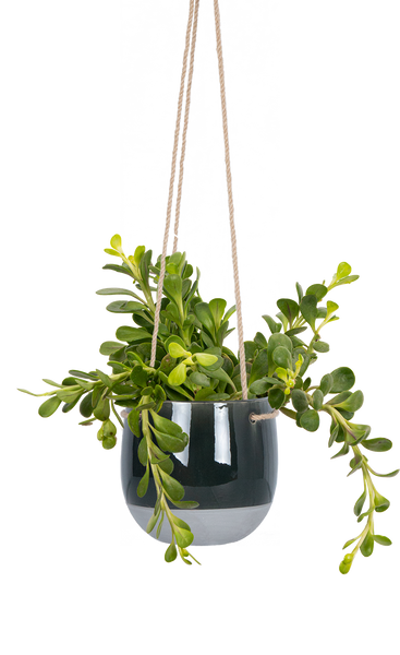 cascading jade plant Kleinia Petraea | Cascading Jade Plant | 6