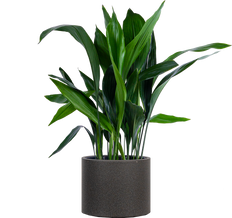 Aspidistra | Cast Iron Plant (XL)