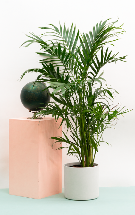 Cat Palm Chamaedorea Cataractarum 10 Pot Pet Friendly Houseplant Plantsome