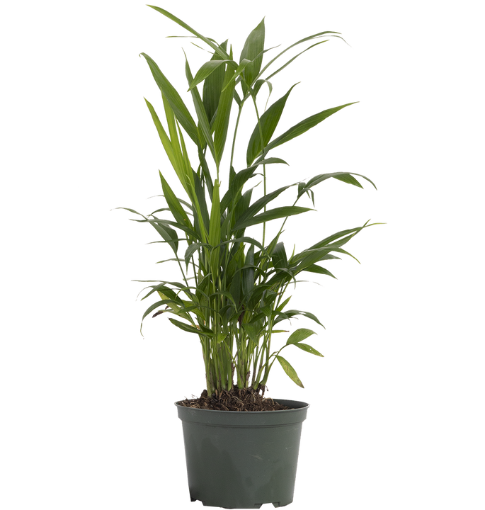 Chamaedorea Cataractarum | Cat Palm (M)