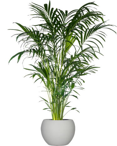 Tropical Palms – Plantsome