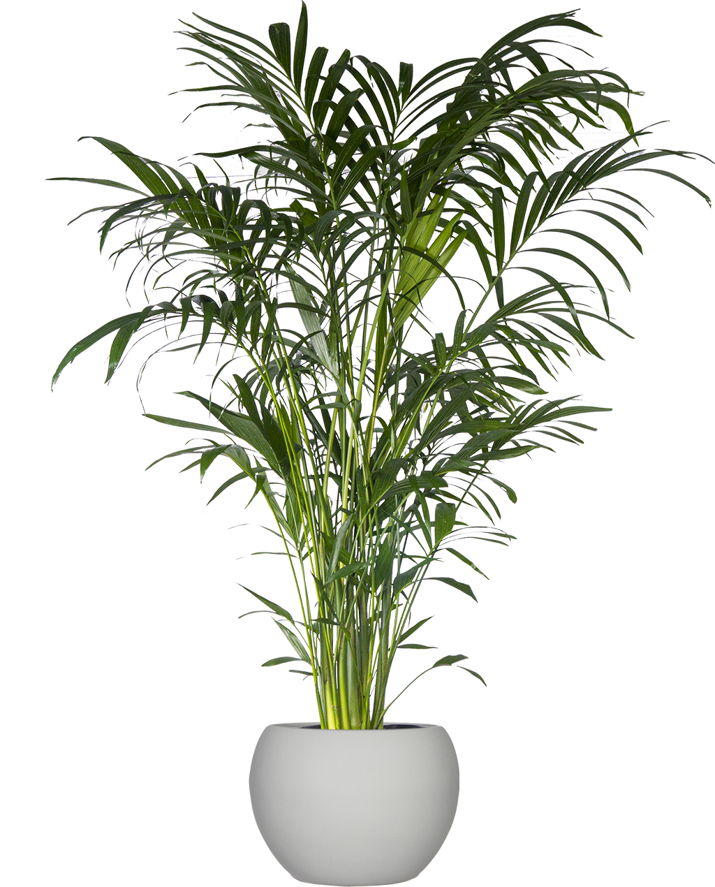 Indoor cat palm hot sale