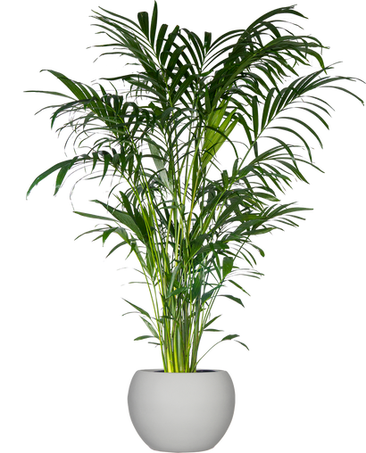 Cat Palm | Chamaedorea Cataractarum (XL)