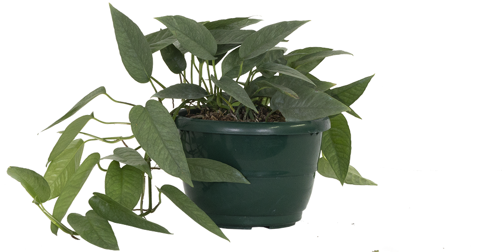 Epipremnum Pinnatum | Cebu Blue Pothos (M)