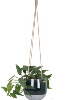 Epipremnum Pinnatum | Cebu Blue Pothos (M)