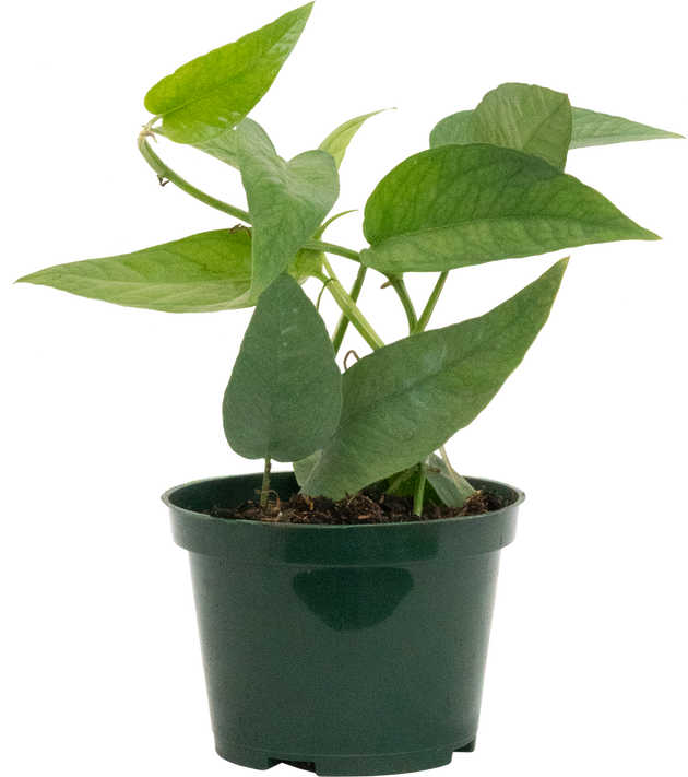 cebu blue pothos for sale canada Epipremnum Pinnatum | Cebu Blue Pothos | 4" Pot | Easy Care Houseplant