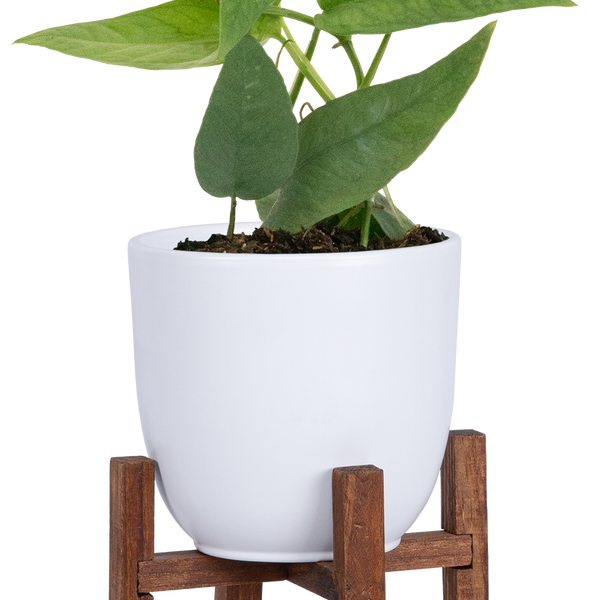 cebu blue pothos for sale canada Epipremnum Pinnatum | Cebu Blue Pothos | 4