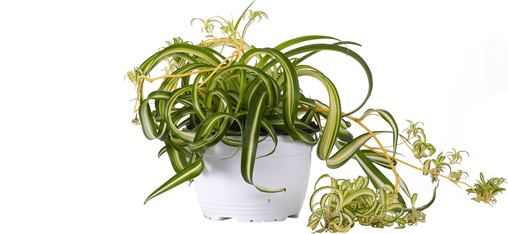 Spider Plant | Curly Sue Chlorophytum Comosum (M)