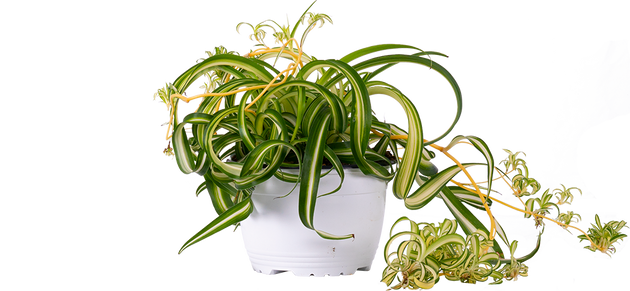 curly spider plant care Spider Plant | Curly Sue Chlorophytum Comosum | 6" Pot | Easy Care Houseplant