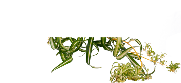 curly sue spider plant Spider Plant | Curly Sue Chlorophytum Comosum | 6" Pot | Easy Care Houseplant
