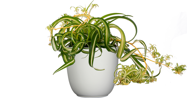 curly hanging plant Spider Plant | Curly Sue Chlorophytum Comosum | 6" Pot | Easy Care Houseplant