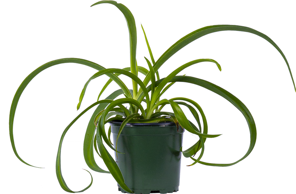 Spider Plant Green | Chlorophytum Comosum (S)