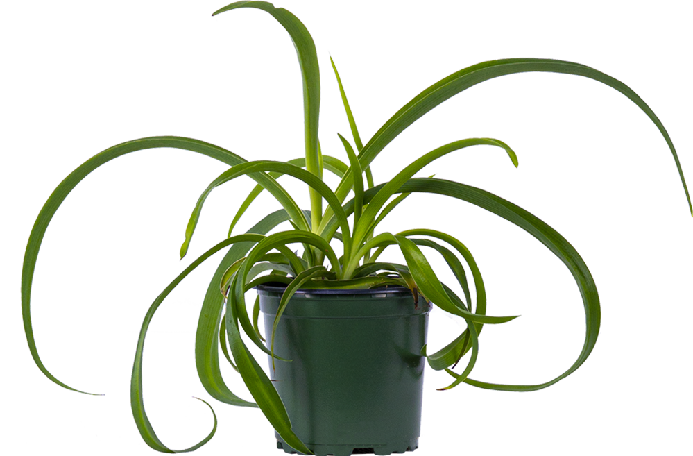 Spider Plant curly | Chlorophytum Comosum (S)