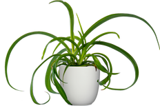 Spider Plant Green | Chlorophytum Comosum (S)