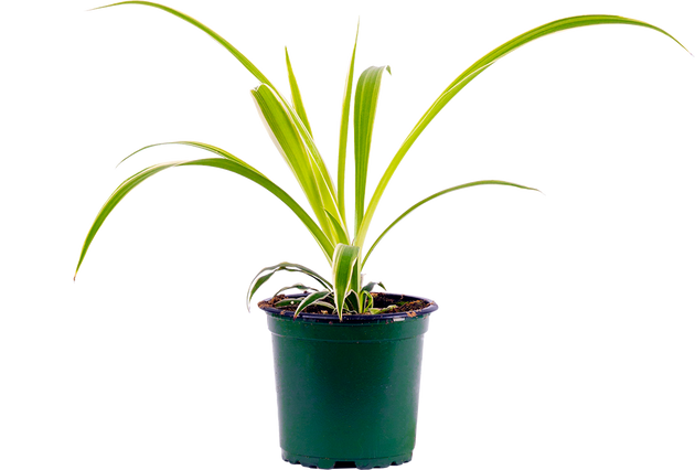 spider plant in chinese Spider Plant | Chlorophytum | 4" Pot | Easy Care Houseplant