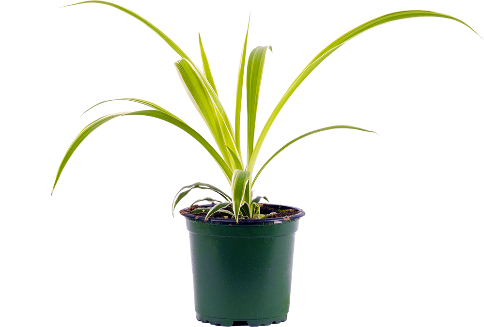 Spider Plant | Chlorophytum (S)