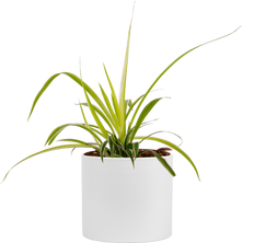 curly sue spider plant Spider Plant | Curly Sue Chlorophytum Comosum | 6" Pot | Easy Care Houseplant