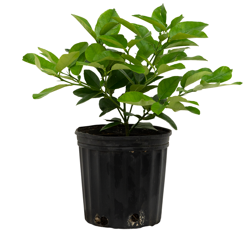 Citrus Ponderosa | Lemon Plant (XL)
