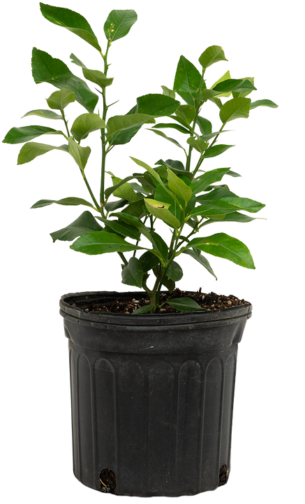 Citrus Eureka | Lemon Plant (L)