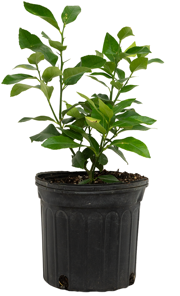 Citrus Eureka | Lemon Plant (L)