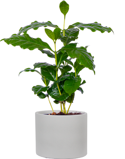 Coffea Arabica | Coffee Plant (S)