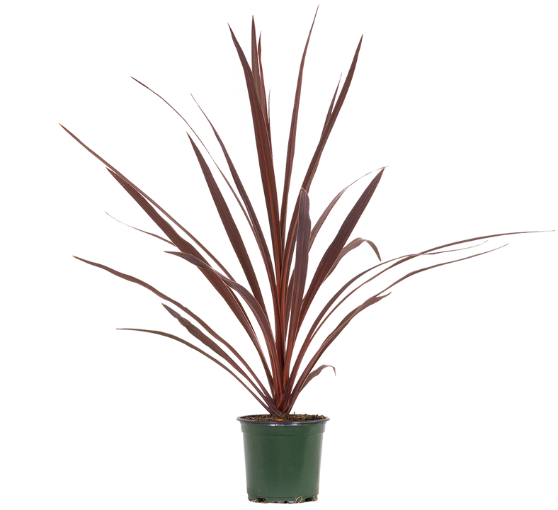 Cordyline Australis Red Star | Cabbage Palm (S)