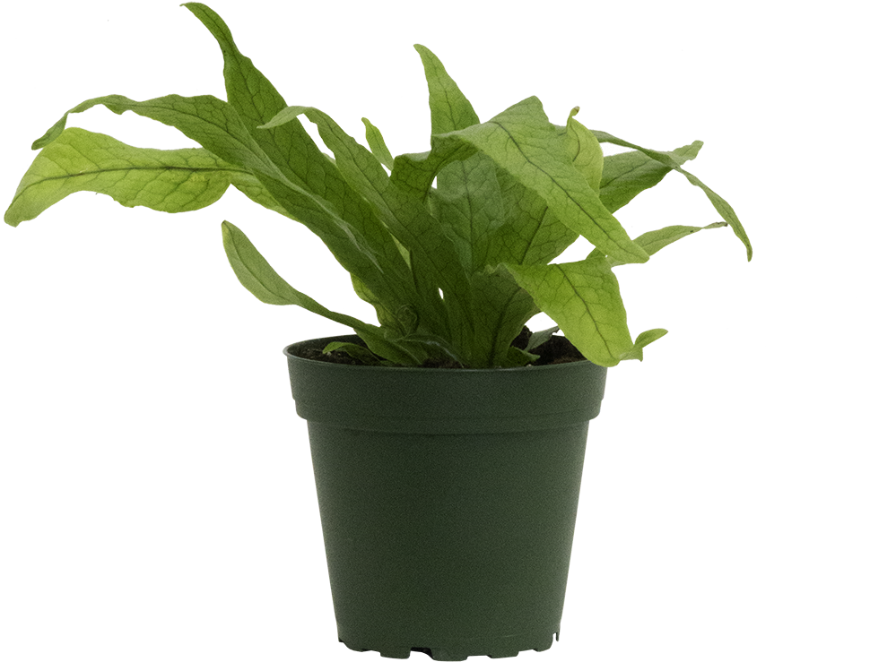 Microsorum musifolium 'Crocodyllus' | Crocodile Fern (S)