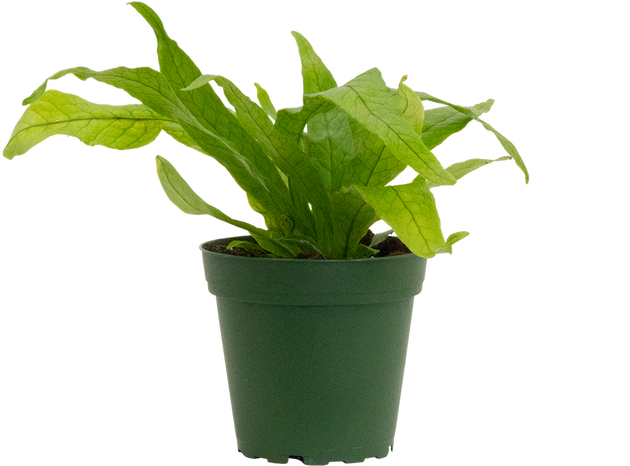 stevia plant sweetener Stevia Candy Organic Seeds main image 0