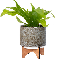 Microsorum musifolium 'Crocodyllus' | Crocodile Fern (S)
