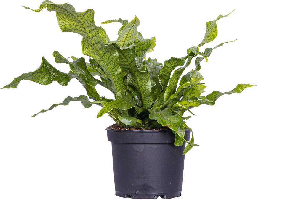 Microsorum musifolium 'Crocodyllus' | Crocodile Fern (M)