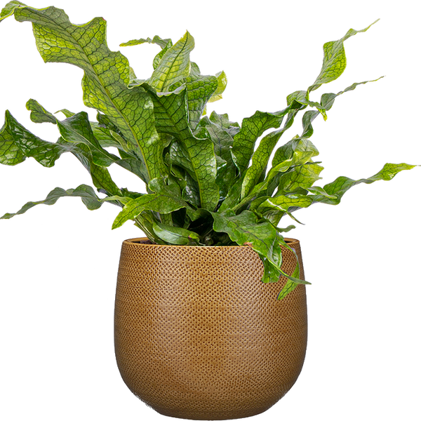 Microsorum musifolium 'Crocodyllus' | Crocodile Fern | 6