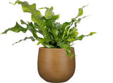 Microsorum musifolium 'Crocodyllus' | Crocodile Fern (M)