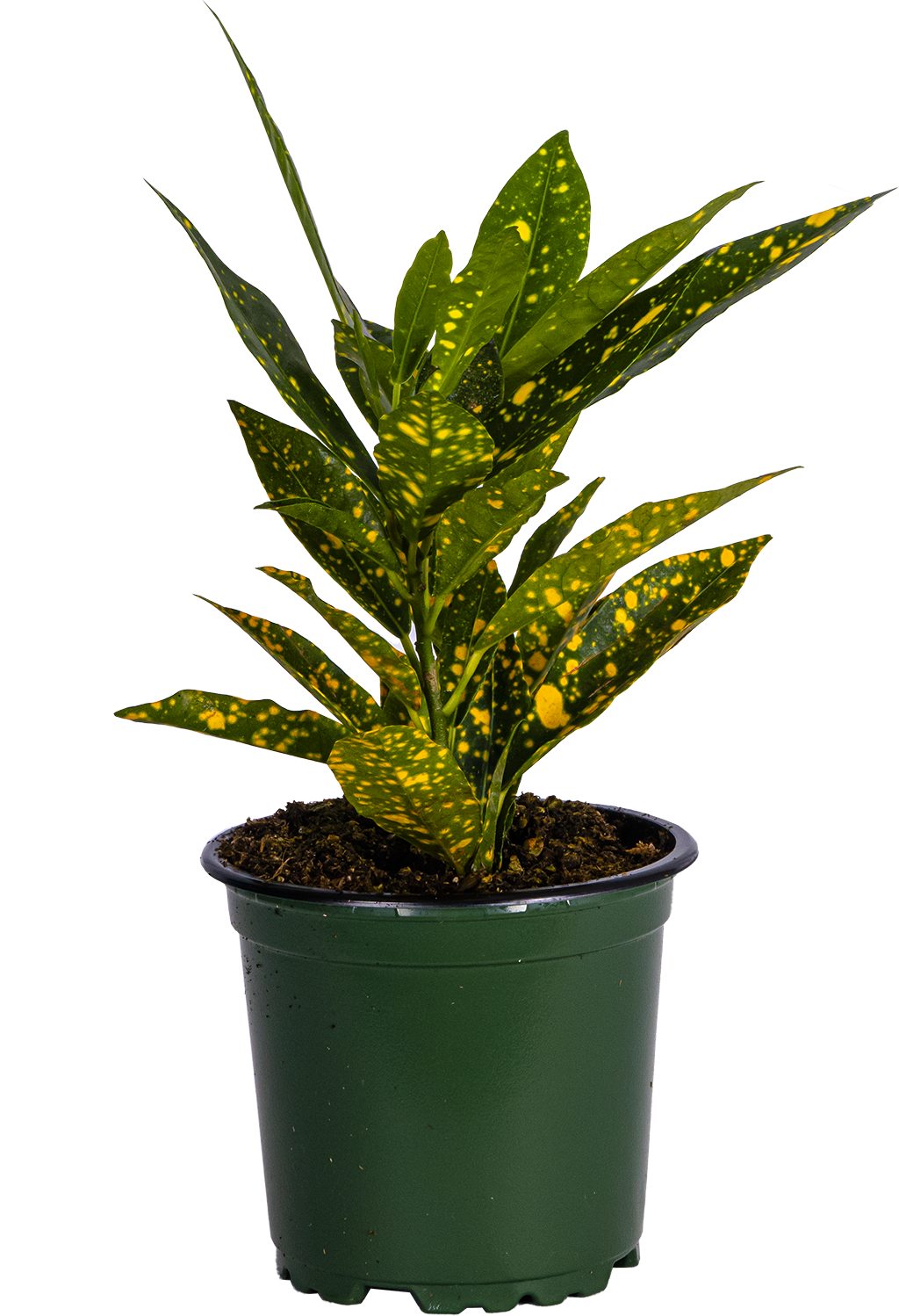 Croton Gold Dust (S)