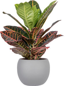 Croton Petra (M)