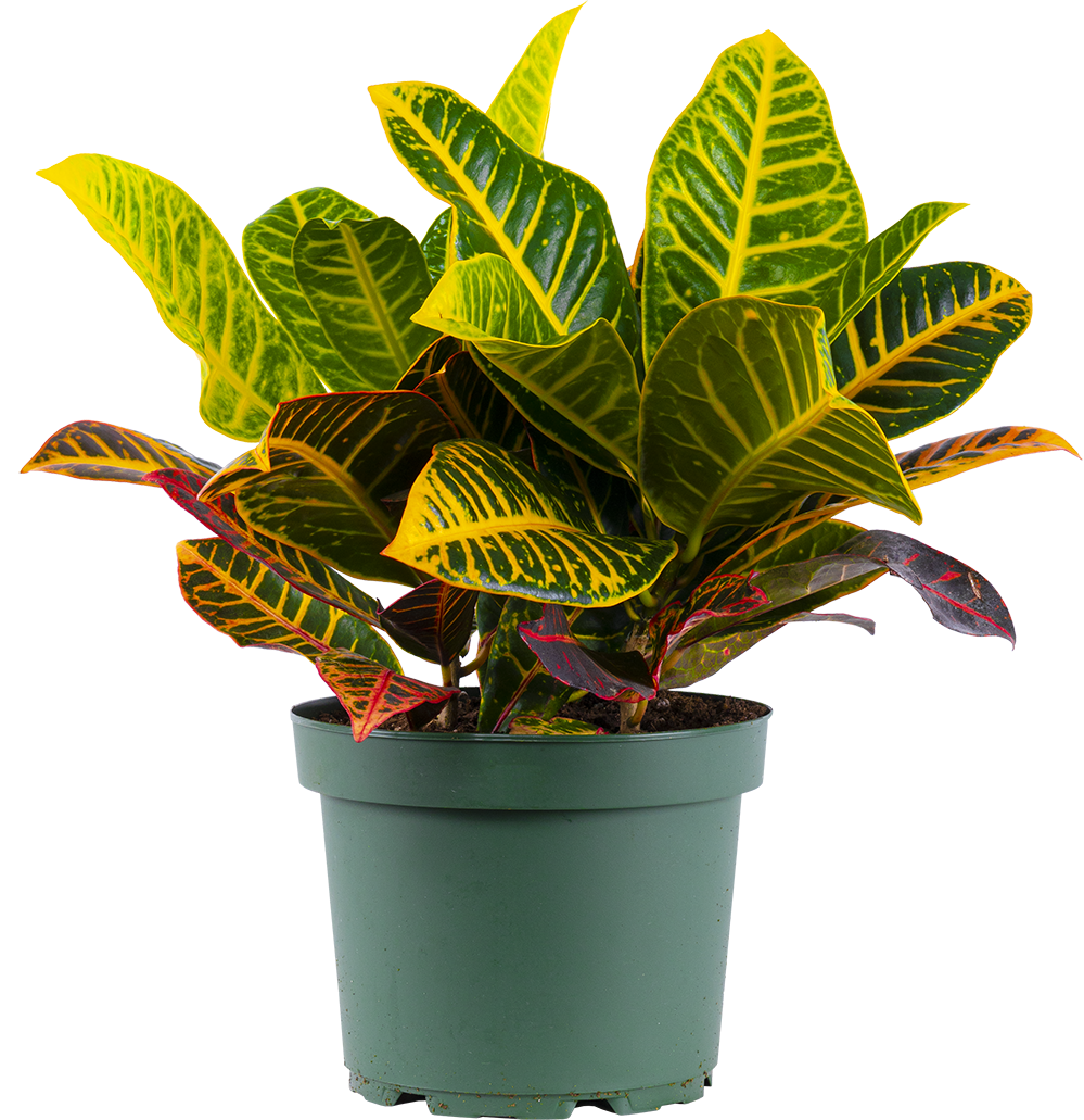 Croton Petra (L)