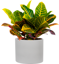 Croton Petra (L)