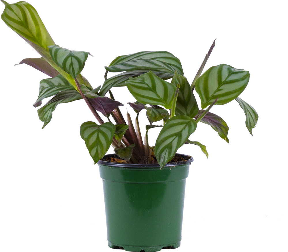 Ctenanthe Oppenheimiana | Prayer plant (S)
