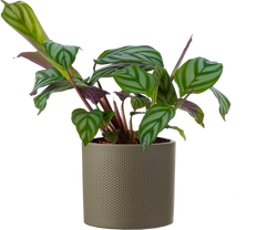 Ctenanthe Oppenheimiana | Prayer plant (S)