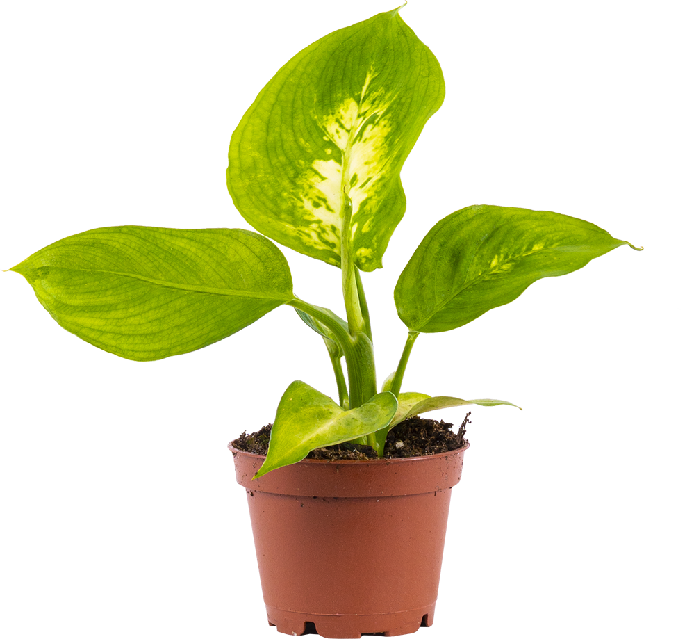 Dieffenbachia Camille (XS)