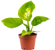 Dieffenbachia Camille (XS)